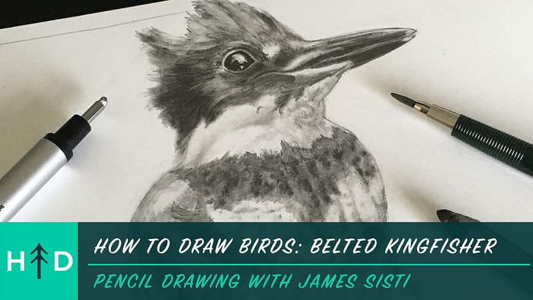 How to Draw Birds: Belted Kingfisher