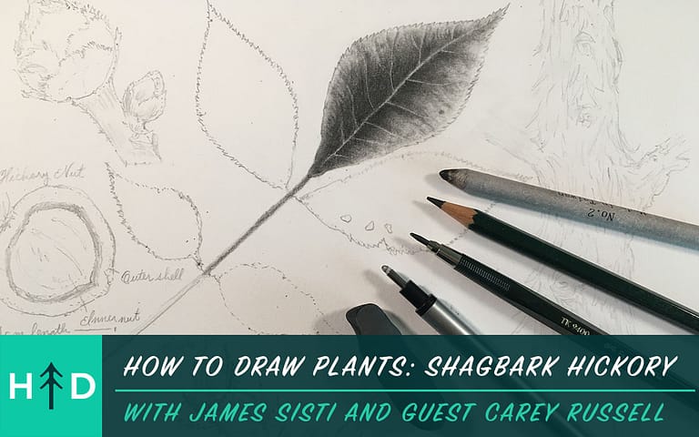 How to Draw Plants: Shagbark Hickory