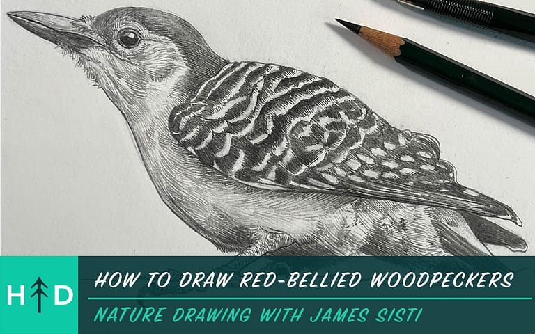 How to Draw Red-Bellied Woodpeckers