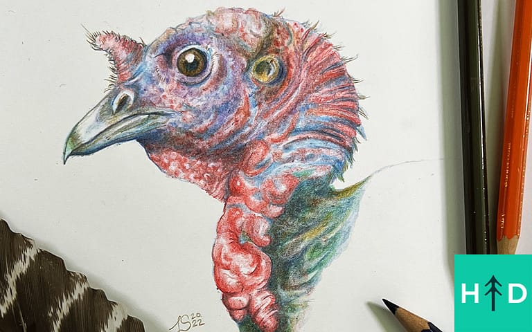 How to Draw a Turkey in Color Pencil