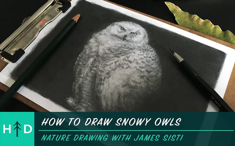 How to Draw Snowy Owls