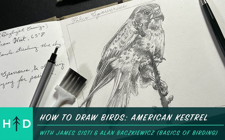 How to Draw an American Kestrel