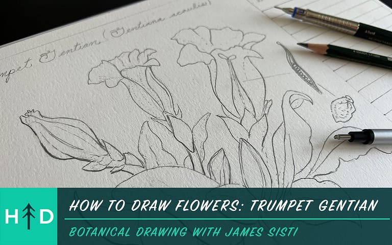 How to Draw Flowers: Trumpet Gentian