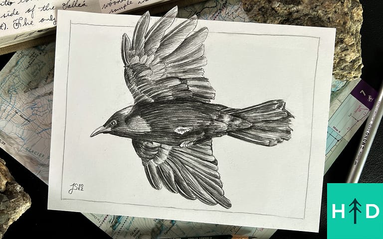 How to Draw Birds Flying