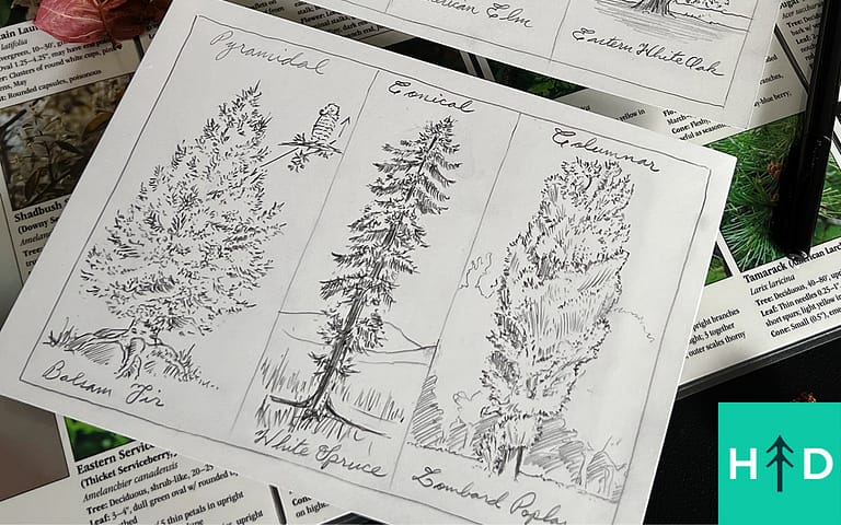 How to Draw Trees (Better)