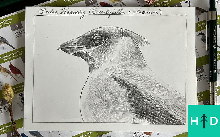 How to Draw Birds: Cedar Waxwing