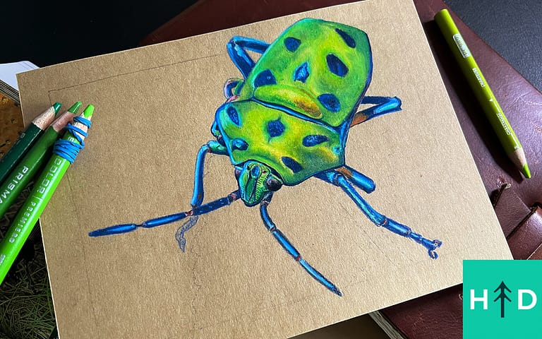 Color Pencil Beetle Drawing Intensive