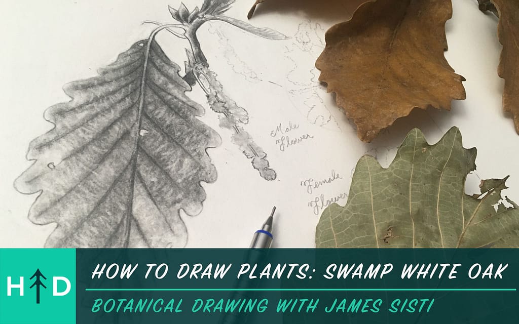 how to draw plants - swamp white oak