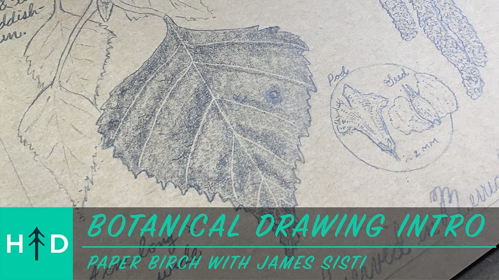 botanical drawing paper birch