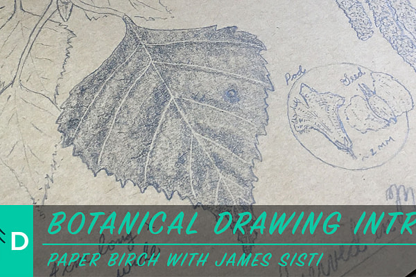 botanical drawing paper birch