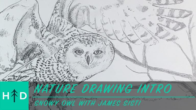 Nature Drawing Intro: Snowy Owl (02-04-21)