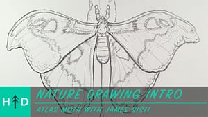how to draw a moth