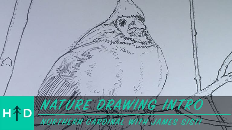 Nature Drawing Intro: Northern Cardinal (12-10-20)
