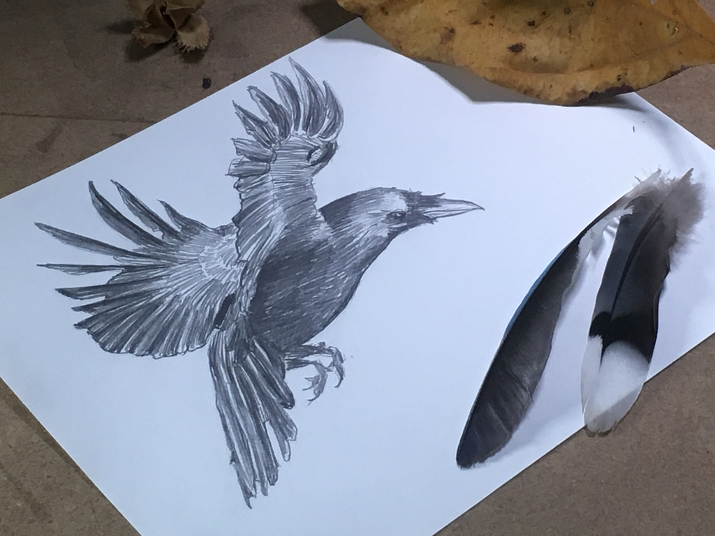 how to draw a bird in flight