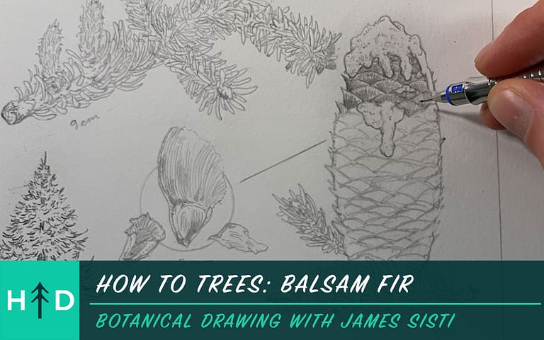 How to Draw Trees: Balsam Fir