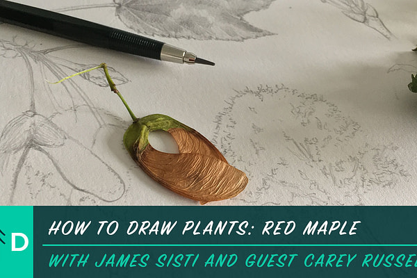 how to draw plants red maple