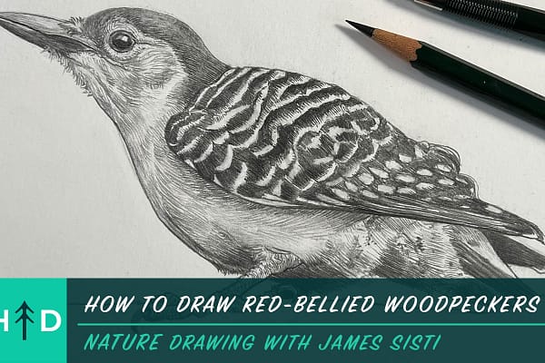 how to draw redbellied woodpeckers
