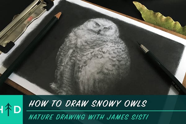how to draw snowy owls