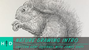 how to draw a squirrel