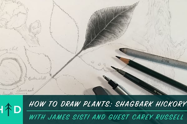 1280x800-how_to_draw_plants-shagbark_hickory