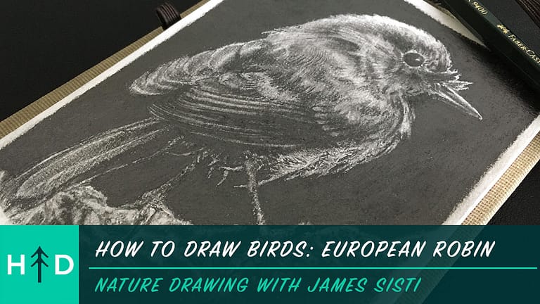 How to Draw Birds: European Robin