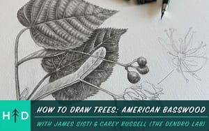 How to Draw Trees American Basswood