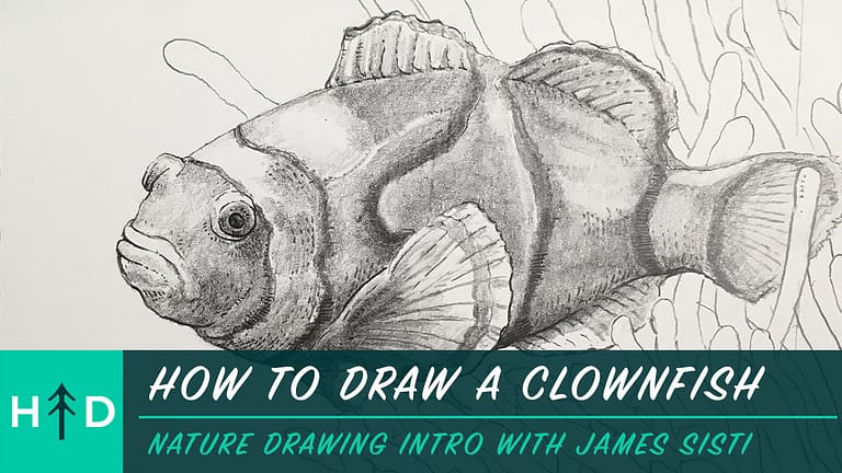 Nature Drawing With Pencil: Clownfish