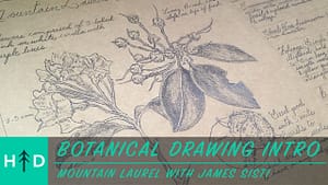 botanical drawing mountain laurel
