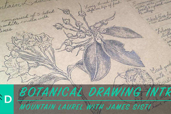 botanical drawing mountain laurel